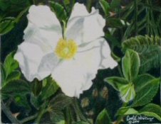 Cherokee rose in colored pencil